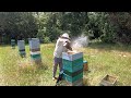 Beehives LOADED With Honey!