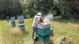 Beehives LOADED With Honey!