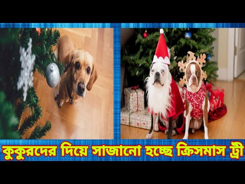 ভিডিও: ক্রিসমাস ট্রি সময়সূচীর আগে টুকরো টুকরো না হয় এমন কী করবেন