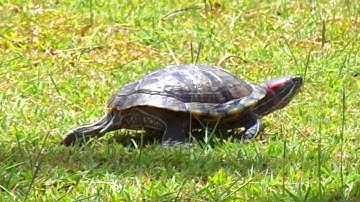 Trachemys scripta elegans (Red eared slider)