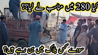 Northern Bypass Mandi Latest Rates & Bargaining update||Mandi Position||Vlog with osama