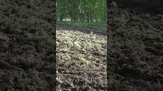 Последние майские работы | Часть 9 | #shorts #farming #деревня #чеснок
