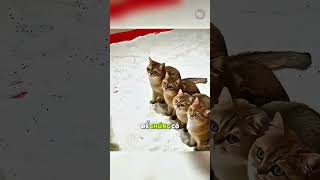 Chuẩn Bị Mọi Thứ Cho Đàn Mèo Trong Một Tuần Du Lịch