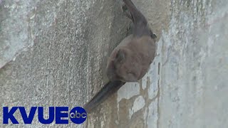 Texas deep freeze: How it affected the ecosystem | KVUE