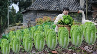 Big and sweet Chinese cabbage , cook it into traditional Chinese food把又大又甜的白菜，做成中国传统美食丨Lizhangliu