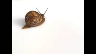 Dancing Snails Timelapse