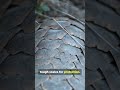 The pangolin is a rare mammal covered in protective scales #naturereels #facts #wildlifereels