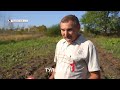 Дачник под Тулой смог вырастить плантацию арбузов без удобрений и полива