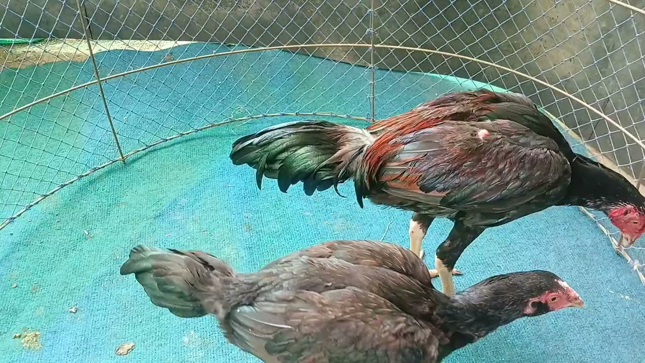 ยกคู่สวยๆผู้+เมียกระดูกง่อน🙏สองพันรวมสง.🙏@,0636672270