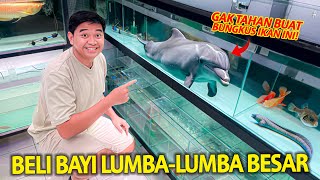 BELI BAYI LUMBA-LUMBA AIR TAWAR BESAR BUAT DIPELIHARA! GAK PERNAH YANG SEBESAR INI! UNIK BANGET!