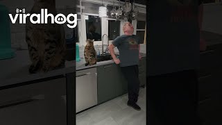 Person Playfully Pranks Bengal Cat || ViralHog