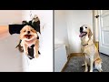 Dog Stares At Wall For Days, So Dad Sets Up a Hidden Camera