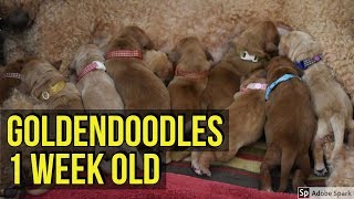 Goldendoodle puppies 1 week old feeding - Golden Retriever x Standard Poodle