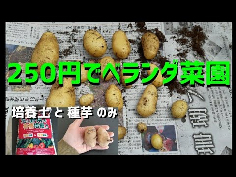 超簡単 ベランダでじゃがいも栽培 プランター不要 培養土と水だけ 春植え じゃがいもの育て方 ジャガイモの植え付け方 芽かきのタイミング 収穫のタイミング Youtube