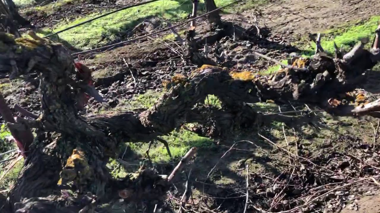 Head Trained Zinfandel