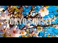TOKYO SUNSET  散る桜 残る桜も 散る桜