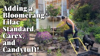Planting a Bloomerang® Lilac Standard, ‘Everest’ Carex & ‘Candy Sorbet’ Candytuft + Dividing Thyme!
