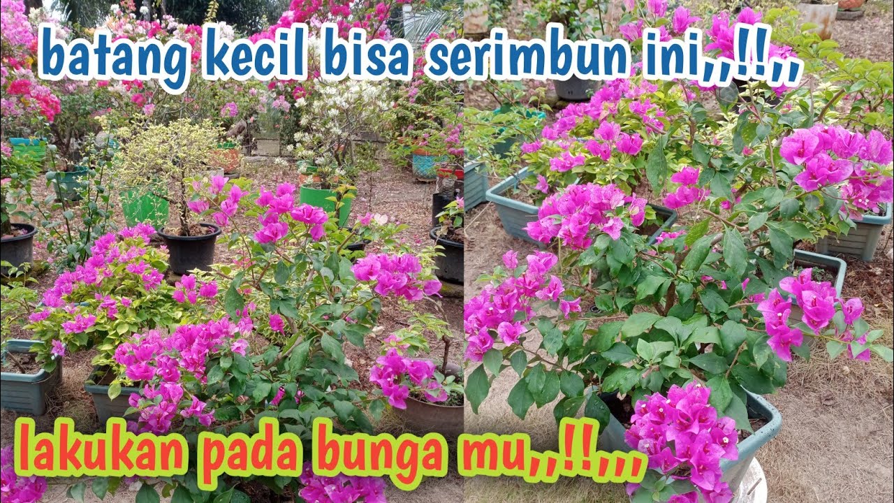 Cara Merimbunkan Bougenvil // Batang Kecil Bunga Rimbun