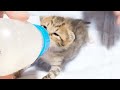 保護子猫達が鳴きながらミルクを飲んだ後は満足そうな顔で甘えてくる【赤ちゃん猫】【保護猫】