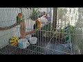 Birds lover  kuyamark vlog