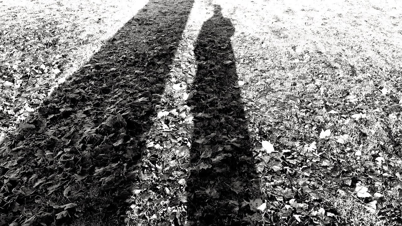 Rākau Atarangi - Experimental 60 second Film by Avant Kinema