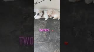 VID 20201002 WA0000