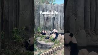 Life Of A Panda  Singapore Zoo panda singapore singaporezoo mandaiwildlifereserve