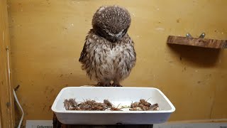 What do little owls have for breakfast? Crunchy fresh cockroaches!