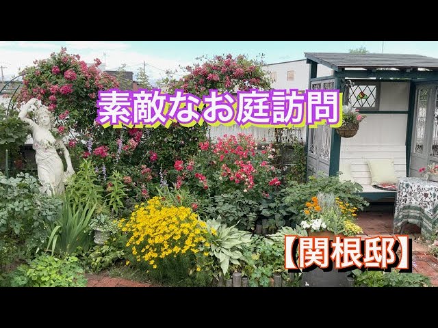 Visit to the rose garden: Beautiful roses and clematis at the