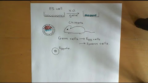 Embryonic and Induced Pluripotent Stem Cells Part 5