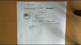 Embryonic and Induced Pluripotent Stem Cells Part 5