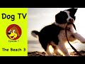 Dog tv for dogs to watch    relaxing anxiety relief to calm stressed dogs  puppies