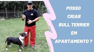 Posso criar Bull Terrier em apartamento?