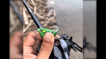 Con Mồi Chống Vướng Tuyệt Đối