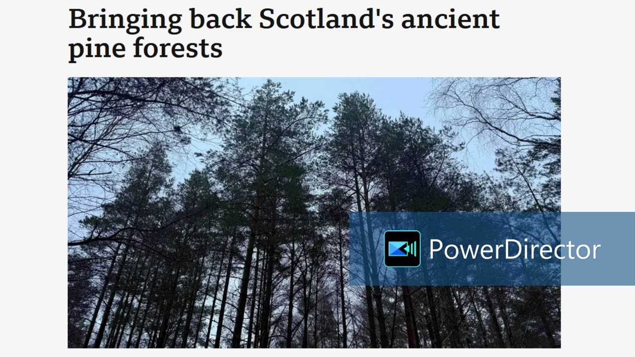 Excerpt from the BBC News article “Bringing back Scotland's ancient pine forests”