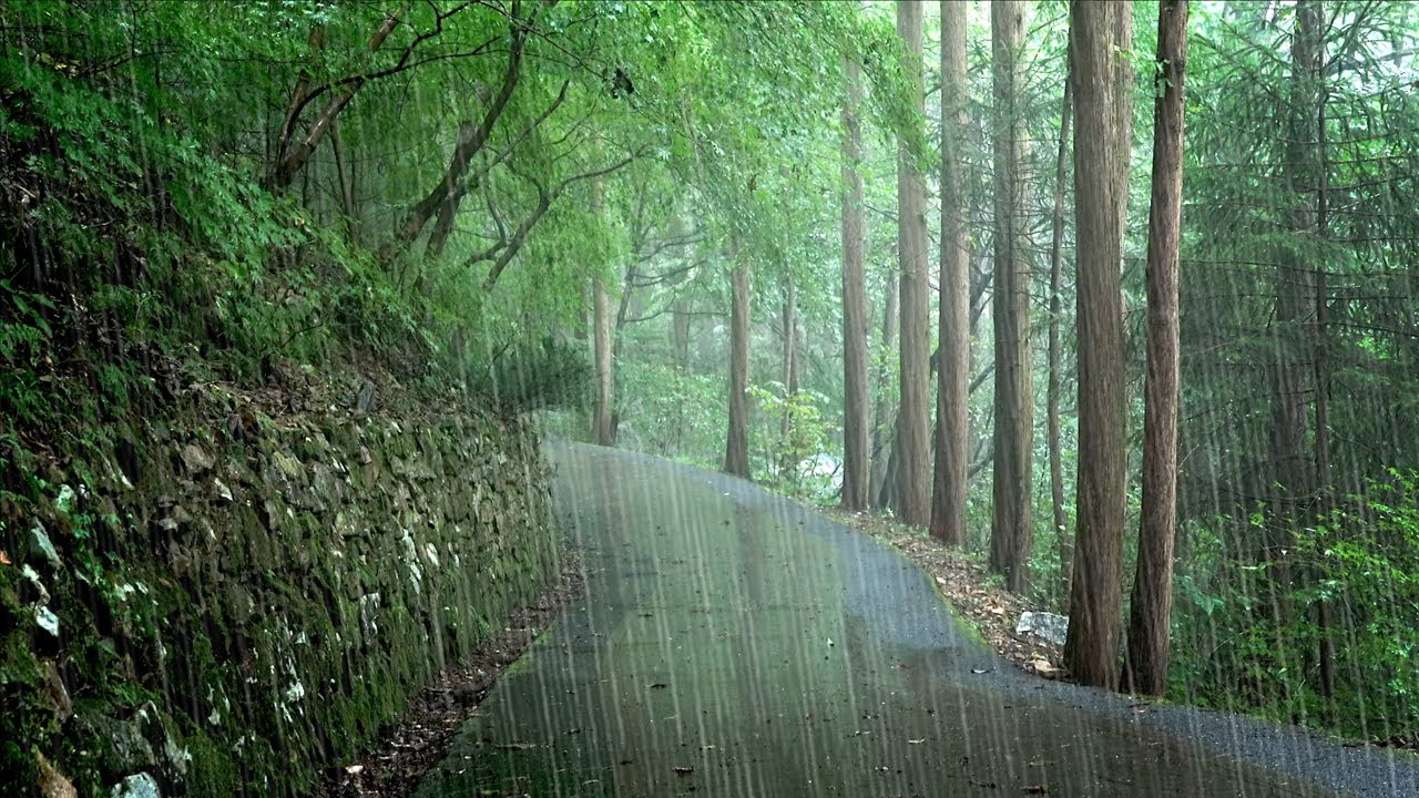 Nice Walk Along a Rainy Forest Path, Rain Sounds - White Noise in the ...