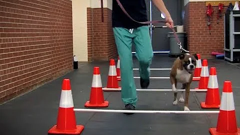 Cornell brings expertise in sports medicine to the 2019 Westminster Kennel Club Dog Show