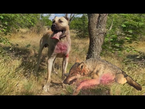 KURTBOĞAN ÇOBAN KÖPEKLERİ - ORTAM GERGİN