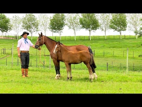 Lote 09 - Carmen Labareda