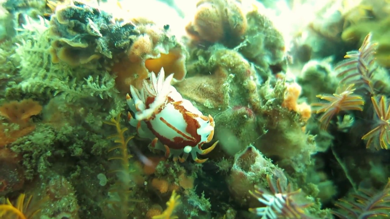 Fiery Nudibranch (Okenia amoenula)