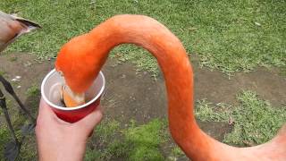 San Diego Zoo - Feeding the Flamingos!