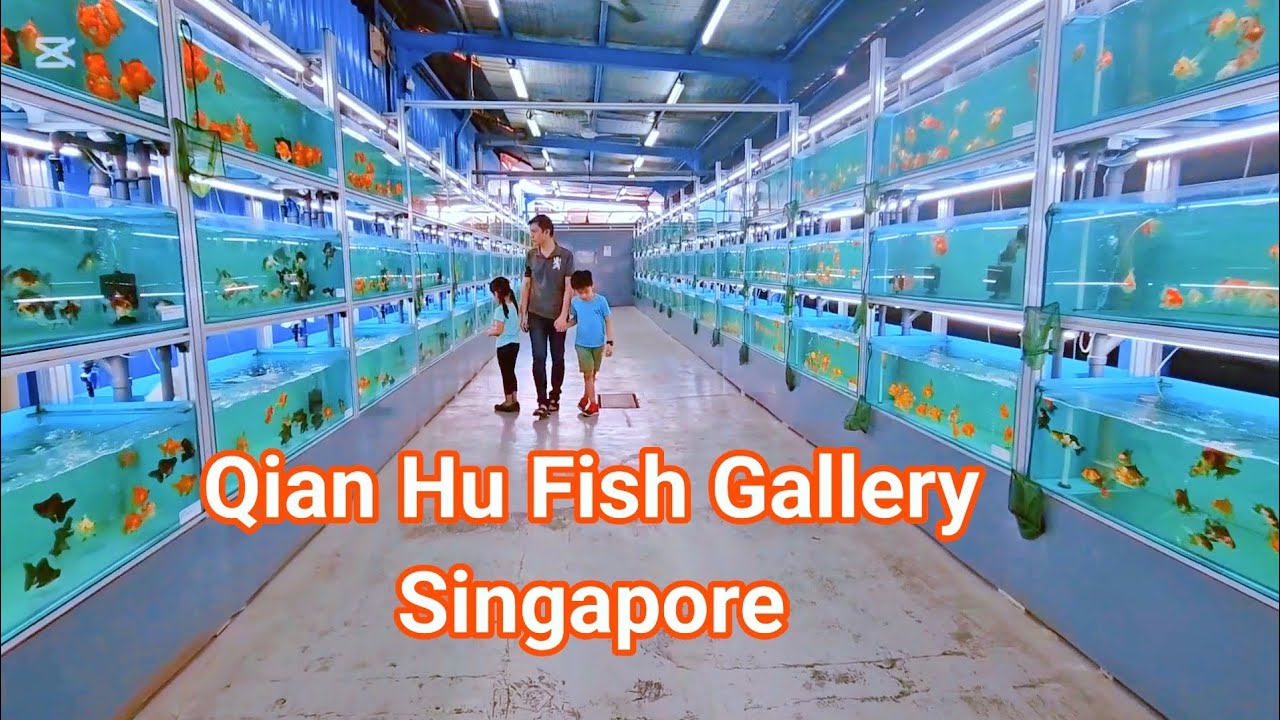Qian Hu Fish Gallery in Singapore
