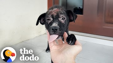 Puppy No One Wanted Gets Rescued From The Rain | The Dodo