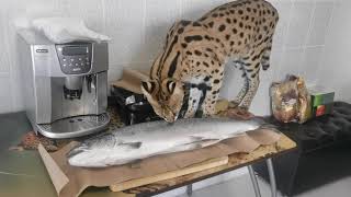 BIG fish for BIG Serval by Serval Shorts 9,237 views 2 years ago 2 minutes, 10 seconds