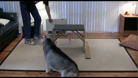 Dog Training - Shaping a New Complex Behaviour in a Siberian Husky - Ashaki