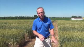 Wheat School: Getting Burned by Physiological Fleck