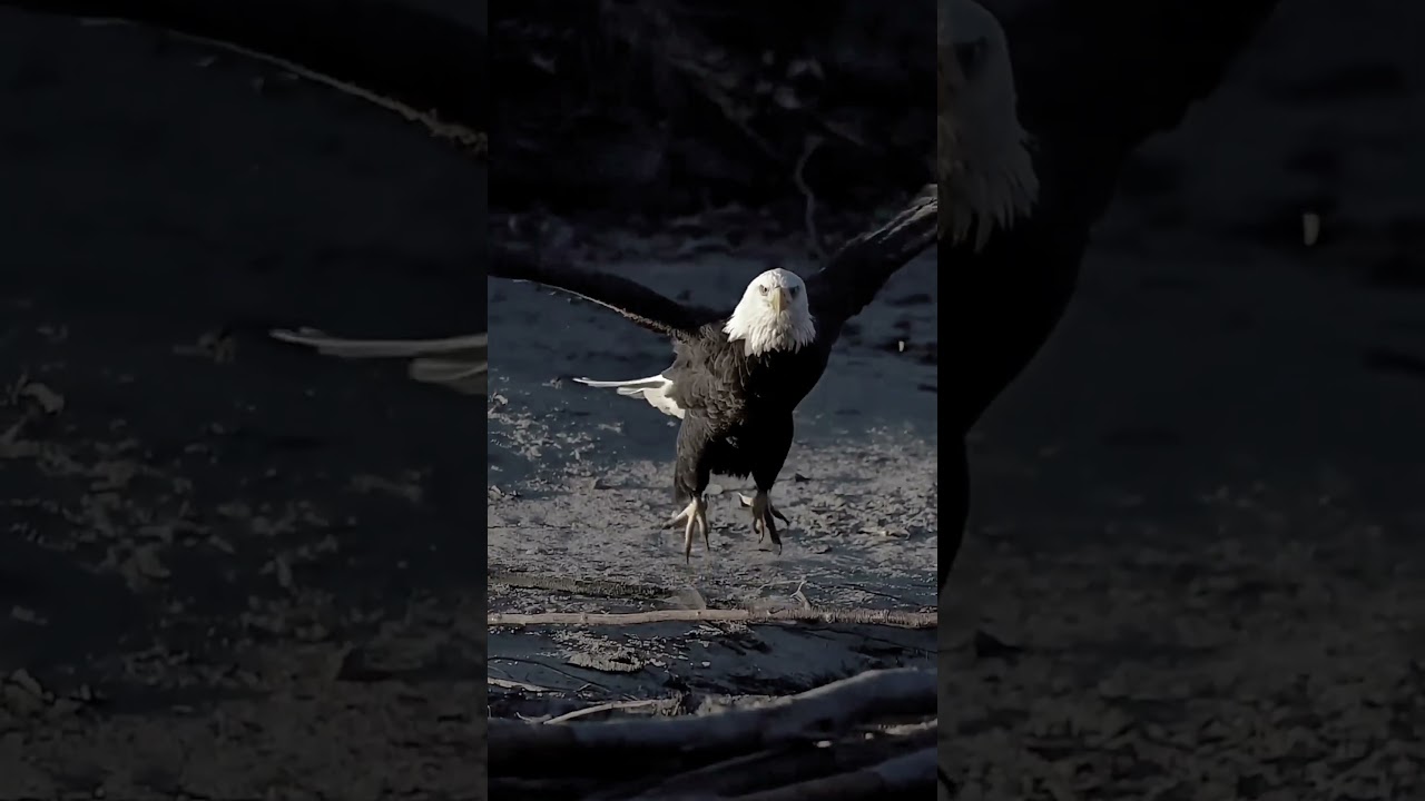 Der könig der lüfte 