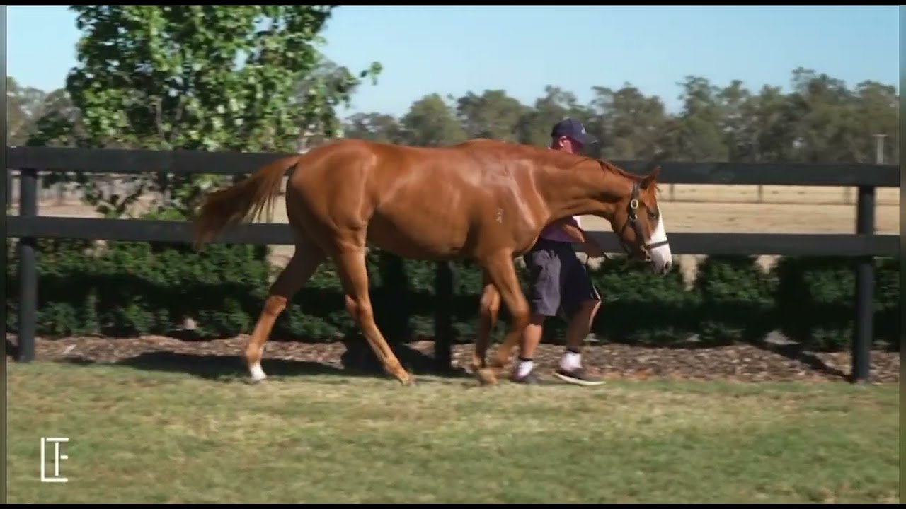Tagaloa x Auclert '24 Filly - Shane Nichols Racing