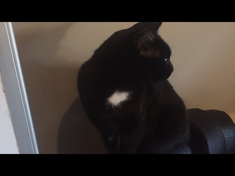 Alley to Attic kitten close up stream 1/14/18