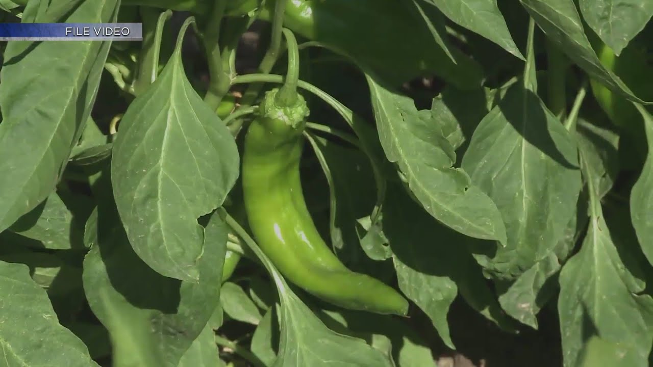 Lawsuit alleges McCormick product falsely labeled as New Mexico chile